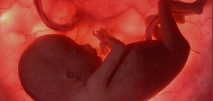 صورة: نمو الجنين