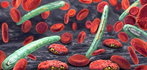 صورة: كيفية علاج الملاريا و مدة علاج الملاريا