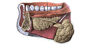 صورة: الغدد اللعابية و الكبد و البنكرياس