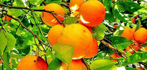 صورة: طرق تخزين البرتقال و تخزين عصير البرتقال