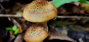 صورة: تجميد الفطر و تعليب الفطر و تجفيف الفطر