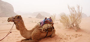 صورة: حليب الناقة و فوائد حليب الناقة و فوائد حليب الناقة الجمالية للبشرة