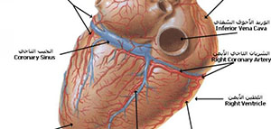 القلب و شرايين القلب وأوردته و صممامات القلب صورة: القلب و شرايين القلب وأوردته و صممامات القلب