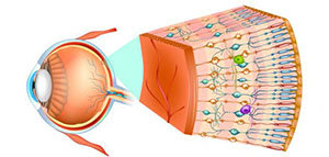 صورة: العين و أجزاء العين و كيفية حدوث الرؤية في العين